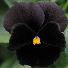 Виола Черный рыцарь 0.1 гр (крупный цветок)