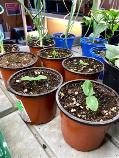 Рассада огурца в торфо-перлитной смеси. 