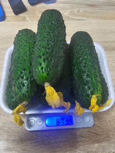 Короткоплодный гибрид Бьорн, выращенный на сити-ферме