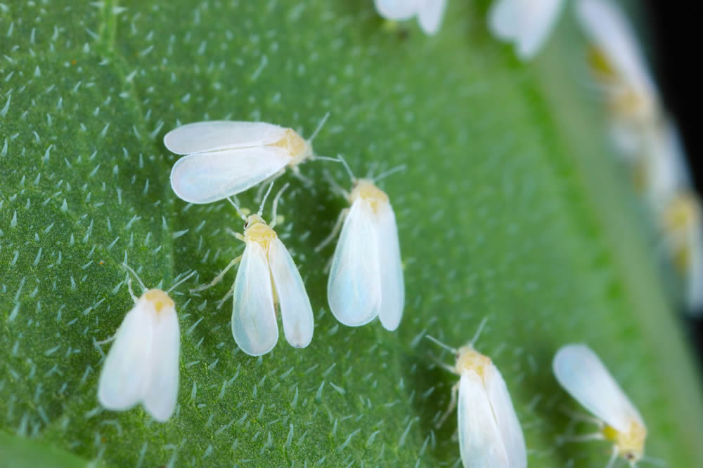 Взрослые особи белокрылки