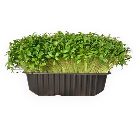 Кориандр Whole (Кинза) - 500 гр.
