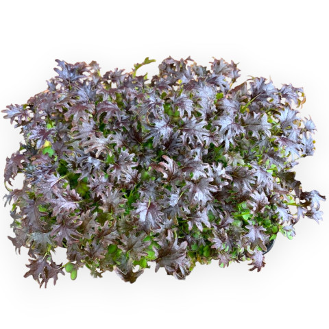 Капуста Кейл красная кудрявая - 500 гр.