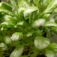 Шпинат Зеленый Исполинский - 100 гр.
