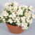Бегония вечноцвет. Вариация белая №3 - 10 шт.