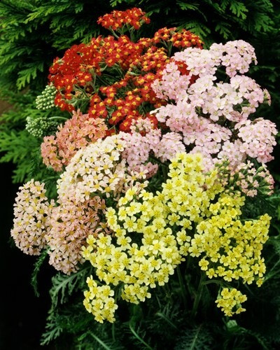 Тысячелистник Саммер пастелс - 30 шт.
