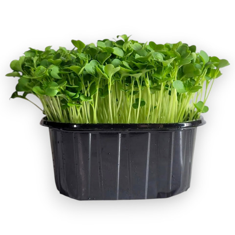 Брокколи РАПИНИ - 10 гр.
