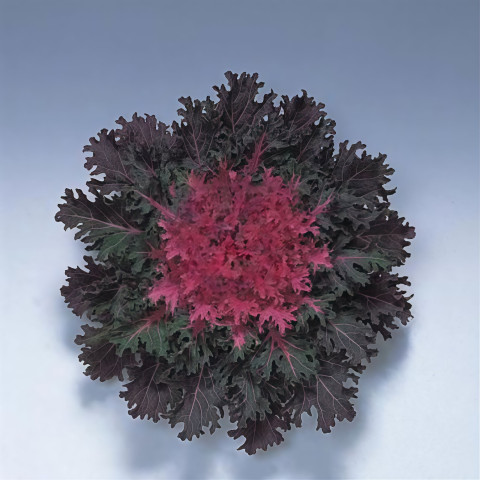 Капуста Coral Queen F1 - 10 шт.