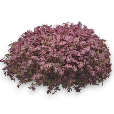 Горчица красная Red Lace (Ред Лэйс) бэби лиф - 10 гр.