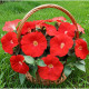 Петуния ампельная Трилоджи Скарлет F1 - 5 шт.