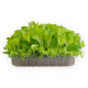 Салат Лолло Бионда (Lollo white) мини - 5 гр.