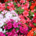 Бальзамин Уоллера Афина Смесь F1 (SD) - 100 шт.