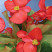 Бегония Вечноцвет Скалка F1 - 30 шт.
