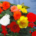 Бегония Клубневая крупноцветковая смесь - 30 шт.
