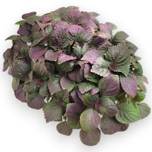 Перилла / Шисо Bi-Coloured - 1 гр.