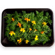 Бархатцы тонколистные Мексиканские лист №10 вкус Свежий Сладкий Апельсин, мягкий анис - 100 гр.
