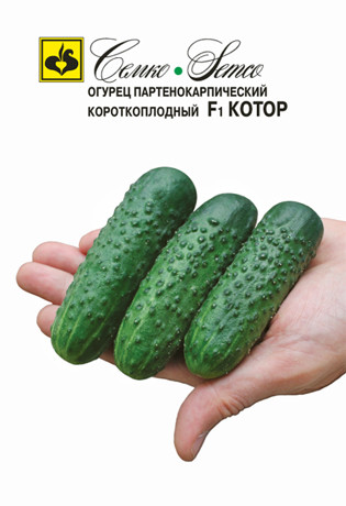 Огурец Котор F1