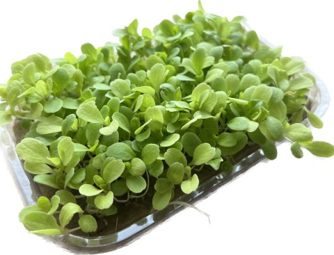 Салат листовой МИКС микрозелень