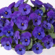 Виола (фиалка) рогатая Floral Power F1 Deep Blue