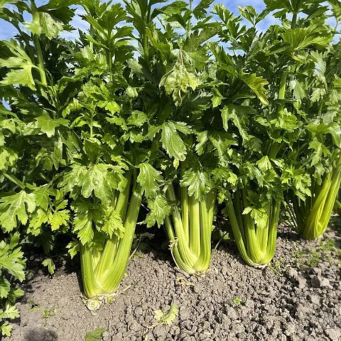 Сельдерей черешковый Малахит