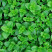 Мята перечная Ментол (pepper mint)
