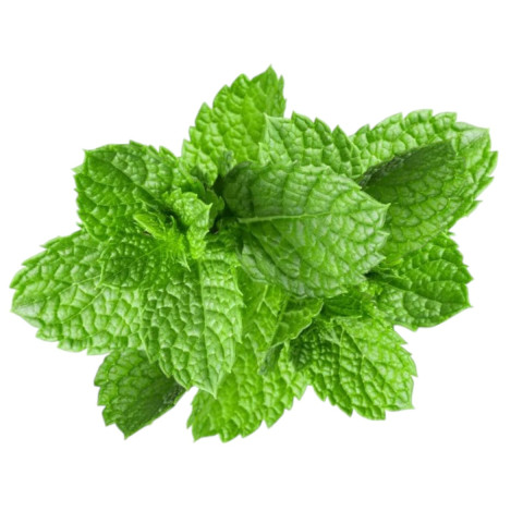 Мята перечная Ментол (pepper mint)
