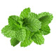 Мята перечная Ментол (pepper mint)