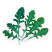 Рукола Пронто узколистная Индау - 1 гр.