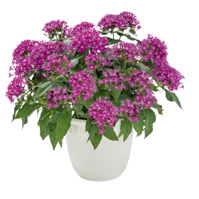 Пентас Граффити Ультра Вайолет (PL) - 30 шт.