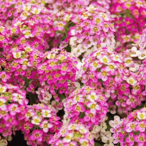 Алиссум приморский смесь розово-белая - 100 гр.