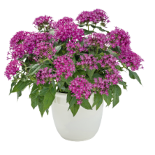Пентас Граффити Ультра Вайолет (PL) - 1000 шт.