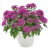 Пентас Граффити Ультра Вайолет (PL) - 1000 шт.