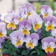 Виола (фиалка) рогатая Floral Power F1 Rose wing