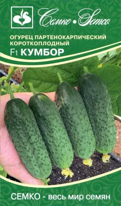 Огурец Кумбор F1