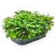 Мята (spearmint) на микрозелень - 20 гр.
