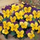 Виола (фиалка) рогатая Floral Power F1 Yellow purple wing