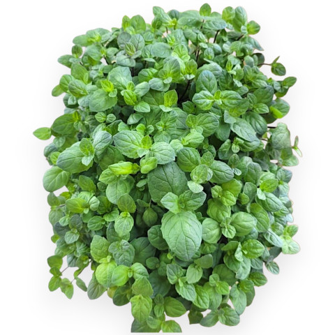 Мята (spearmint) на микрозелень - 50 гр.