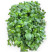 Мята (spearmint) на микрозелень - 100 гр.