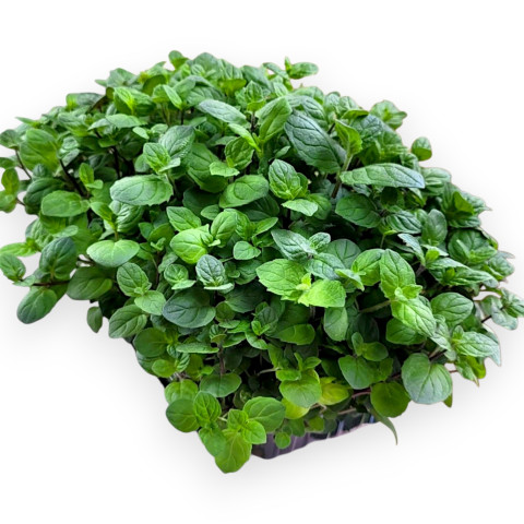 Мята (spearmint) на микрозелень - 100 гр.