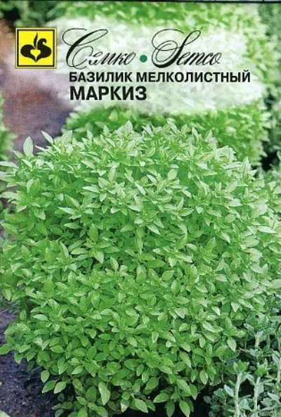 Базилик Маркиз