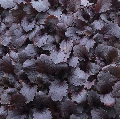Горчица Карпед Ред (Carpet Red) бэби лиф - 3 кг.