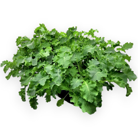 Капуста Кейл зелёная кудрявая - 100 гр.