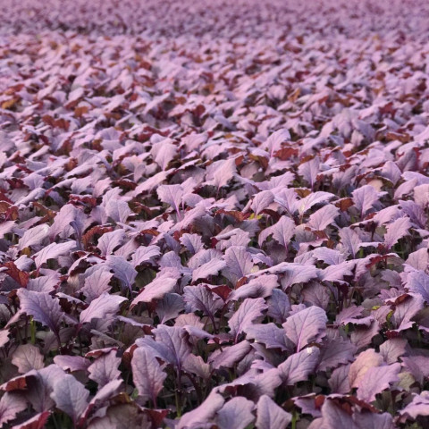 Горчица Листовая Карпед Ред (Carpet Red) - 1 кг.