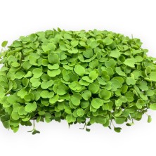 Рукола культурная - 50 гр.
