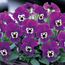 Фиалка рогатая Floral Power F1 Purple face