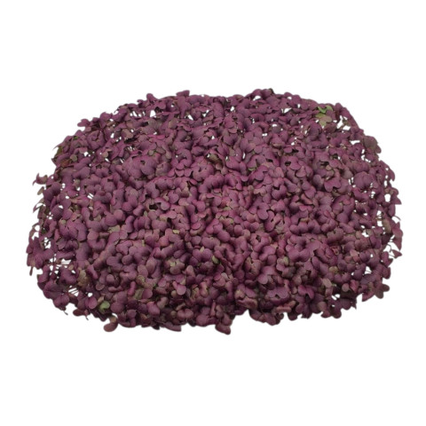 Горчица красная Red Lace (Ред Лэйс) на микрозелень - 1 гр.