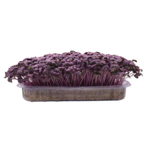 Горчица красная Red Lace (Ред Лэйс) на микрозелень - 1 гр.
