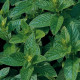 Мята (spearmint) - 1 кг.