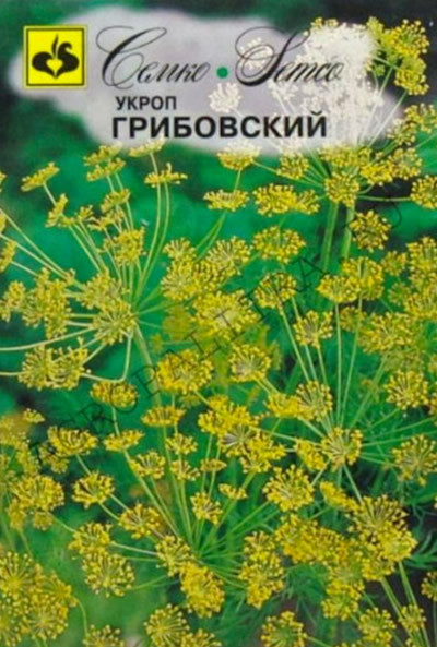 Укроп Грибовский