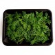 Бархатцы тонколистные (Tagetes tenuifolia) - 1 гр.