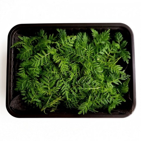 Бархатцы тонколистные (Tagetes tenuifolia) - 50 гр.